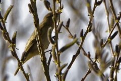 Willow Warbler