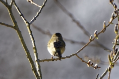 Willow Warbler Back View