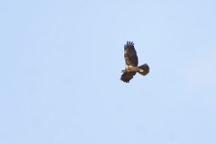 Female Marsh Harrier