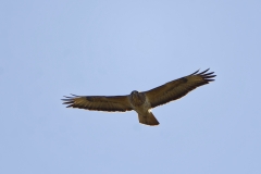 Buzzard in Flight