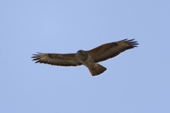 Buzzard in Flight