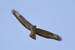 Buzzard in Flight