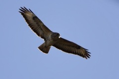 Buzzard in Flight