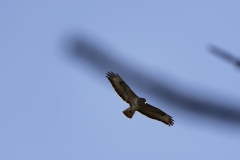 Buzzard in Flight