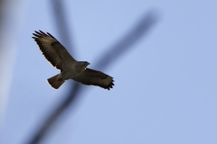 Buzzard in Flight