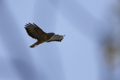 Buzzard in Flight