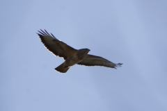 Buzzard in Flight