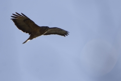 Buzzard in Flight