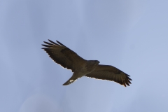 Buzzard in Flight