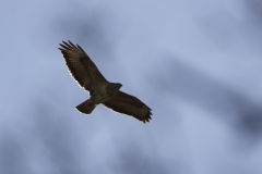 Buzzard in Flight