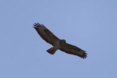 Buzzard in Flight