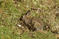 Wild Rabbit