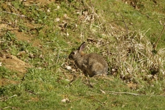 Wild Rabbit