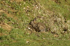 Wild Rabbit