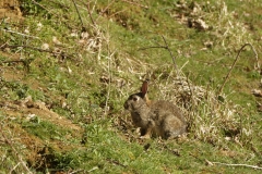 Wild Rabbit