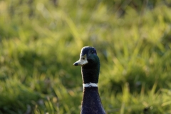 Mallard Head