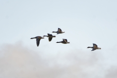 Mallards in Flight