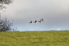 Mallards in Flight