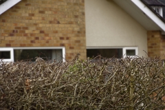 Tree Sparrow & House Sparrow