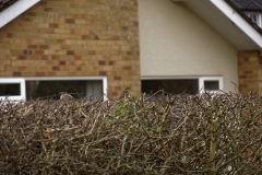 Tree Sparrow & House Sparrow