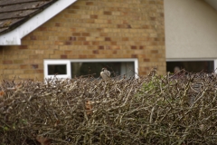 Tree Sparrow & House Sparrow