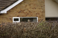 Tree Sparrow & House Sparrow