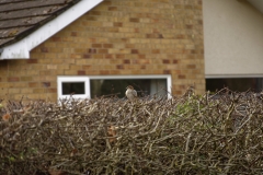 Tree Sparrow & House Sparrow