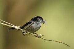 Long-tailed Tit Side View on Branch with Nest Material