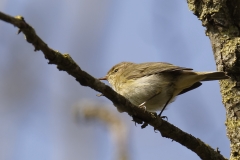 Willow Warbler Side View on Branch