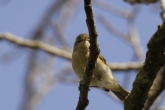 Chiffchaff Front View on Branch