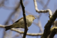 Willow Warbler Side View on Branch