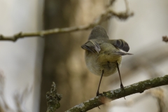 Chiffchaff Back View on Branch