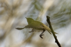 Chiffchaff Back View in Flight