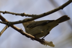 Chiffchaff Back View on Branch