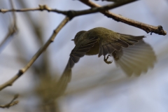 Chiffchaff Back View in Flight