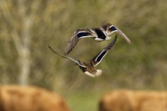 Male and Female Mallard Ducks in Flight