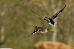 Male and Female Mallard Ducks in Flight