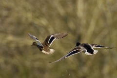 Male and Female Mallard Ducks in Flight