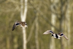 Male and Female Mallard Ducks in Flight