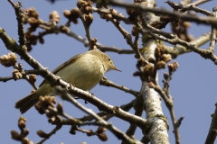 Willow Warbler Side View on Branch