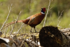 Male Pheasant Side View on Fallen Tree