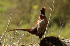 Male Pheasant Side View on Fallen Tree Calling