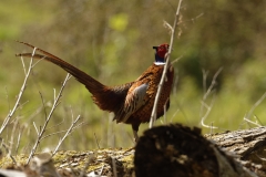 Male Pheasant Side View on Fallen Tree