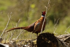 Male Pheasant Side View on Fallen Tree