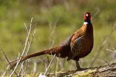 Male Pheasant Side View on Fallen Tree