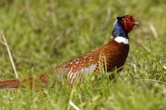 Male Pheasant Side View on Grass