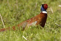 Male Pheasant Side View on Grass