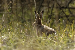 Hare Back View in Field