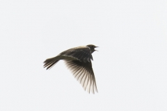 Skylark Side View in Flight