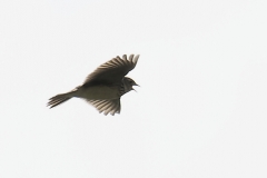 Skylark Side View in Flight